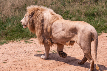 Fototapeta premium African Lion