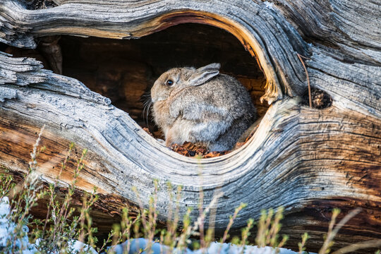 Mountain Cottontail Rabbit (Sylvilagus nuttallii) hiding in a hollow log in Rocky Mountain National Park; Colorado, United States of America