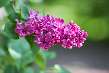 A branch of lilac lilac on a background of green leaves.