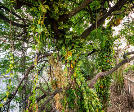Ceiba tree; Salvador, Bahia, Brazil