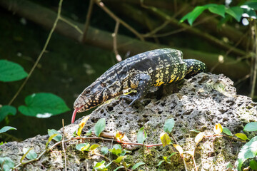 Close-up portrait of a Argentine black and white tegu (Salvator merianae); Foz Do Iguacu, Parana, Brazil