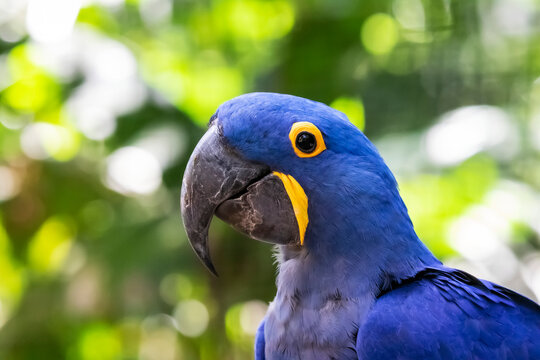 Hyacinth Macaw (Anodorhynchus hyacinthinus,) Bird Park; Foz do Iguacu, Parana, Brazil