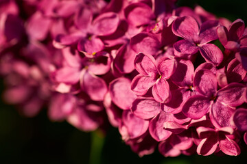 Macro image of Lilac flowers. Abstract floral background. Very shallow depth of field