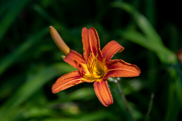 Beautiful day lilies with blurred background growing a garden in rural Minnesota, USA
