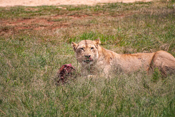 African Lion
