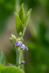 Close up of soybean blossom in a field in rural Minnesota, USA.
