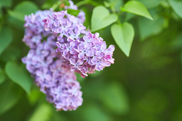 Beautiful lilac flowers with selective focus. Purple lilac flower with blurred green leaves. Spring blossom. Blooming lilac bush with tender tiny flower.