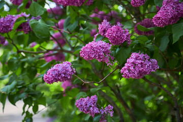 Big lilac branch bloom. Bright blooms of spring lilacs bush. Spring blue lilac flowers close-up on blurred background.