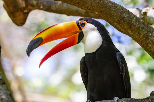 Close-up portrait of a colorful Toco Toucan (Ramphastos toco) perched in a tree in the Bird Park; Foz do Iguacu, Parana, Brazil
