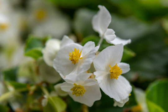 Close up of white Begonia flower with yellow center in rural Minnesota, USA.
