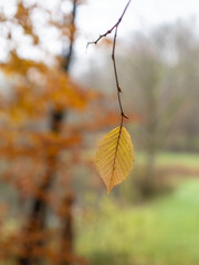 Autumn leaf in the forest