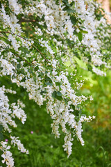 Acacia tree blooming in the spring. Flowers branch with a green background. White acacia flowering, sunny day. Abundant flowering.