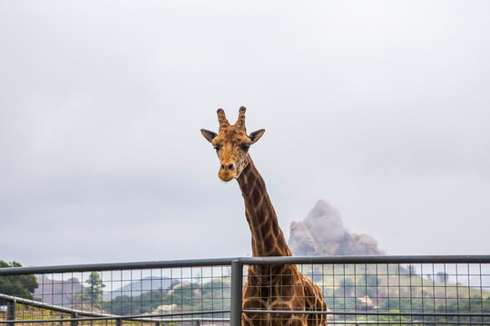 Stanley the giraffe greets visitors, Malibu Wine Safari, Malibu, California; Malibu, California, United States of America