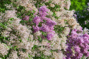 beautiful lilac flowers branch on a green background, natural spring background, soft selective...