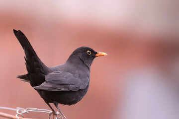 A blackbird, dirty beak, stands on a blurry pink background in its characteristic pose.