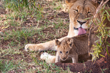 African Lion