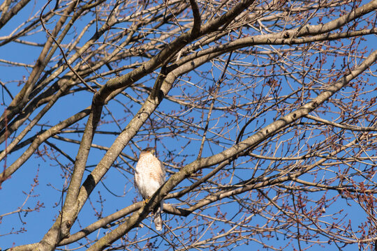 This beautiful cooper's hawk was sitting perched in this tree as I took this picture. This stunning raptor was sitting her waiting for a meal to come by. I love the red eyes and brown feathers.