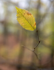 Autumn leaf in the forest