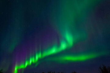 Bright purple and green ribbon like aurora dancing in the sky above Taylor Highway in Autumn, Interior Alaska; Alaska, United States of America
