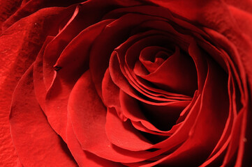 red rose closeup