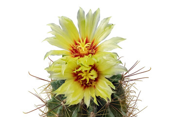 Plant Hamatocactus Setispinus (Latin) Adorned with Two Flowering Buds. Isolated On Black Background