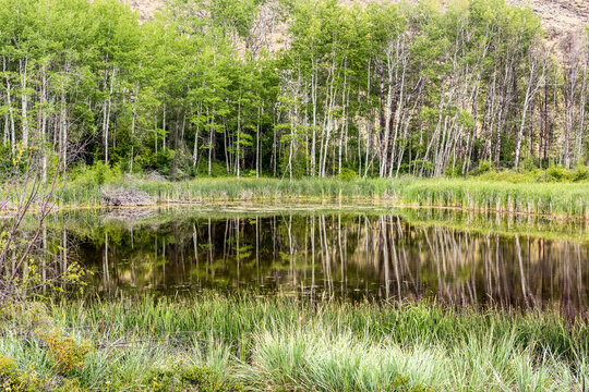 Reflections of birch trees on a calm pond near the town of Winthrip in Eastern Washington; Winthrip, Washington, United States of America