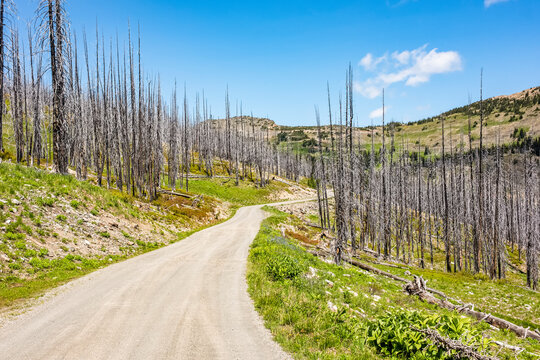 Evidence of the 2017 Diamond Creek Forest Fire just to the North of Mazama Washington taken from the Hart's Pass Road; Mazama, Washington, United States of America