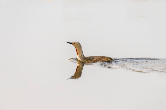 Red-throated Loon (Gavia stellata) swimming in calm waters near Nome; Alaska, United States of America
