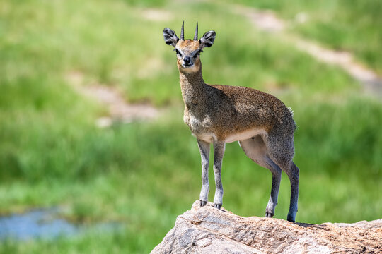 Klipspringer antelope (Oreotragus oreotragus) characteristically walking on the tips of its hooves on a rocky outcrop in Lake Manyara National Park; Tanzania