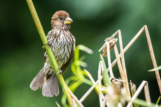 Female Grosbeak Weaver (Amblyospiza albifrons) perched on a Papyrus stem at Ngare Sero Mountain Lodge; Tanzania