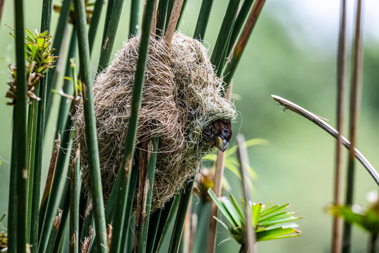 Female Grosbeak Weaver (Amblyospiza albifrons) peers from her nest in Papyrus stems at Ngare Sero Mountain Lodge; Tanzania
