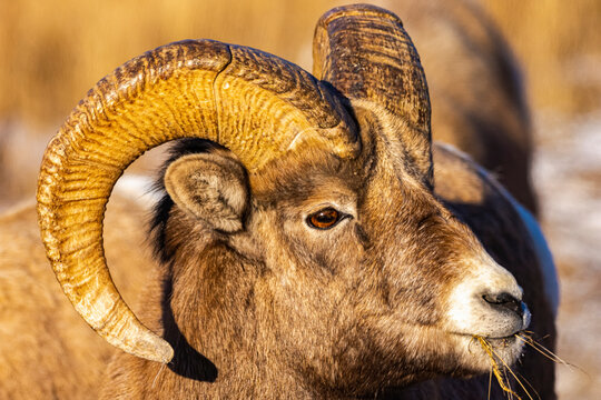 Close-up, side view of the face of a male bighorn sheep (Ovis canadensis) with large horns eating grass on a sunny day; Jasper National Park, Alberta, Canada