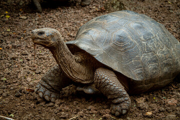 Fototapeta premium Tortuga Gigante de Galápagos
