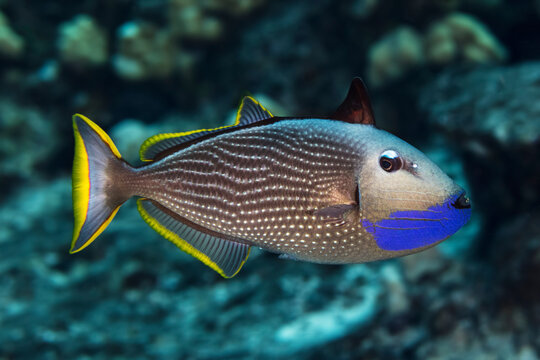 Portrait of a male gilded triggerfish (Xanthichthys auromarginatus); Maui, Hawaii, United States of America