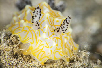 Gold Lace Nudibranch (Halgerda terramtuentis); Maui, Hawaii, United States of America