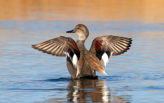 A Gadwall duck drake flapping its wings, revealing its colorful wing feathers in a calm tranquil lake.