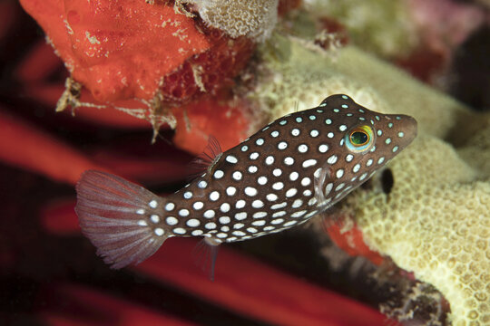 Close-up of Hawaiian Endemic White Spotted Toby (Canthigaster jactator); Maui, Hawaii, United States of America
