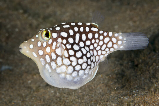 Hawaiian Endemic Whitespotted Toby (Canthigaster jactator); Maui, Hawaii, United States of America