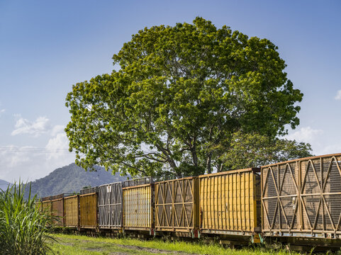 Hopper cars of a freight train on tracks beside a large tree against a blue sky; Australia