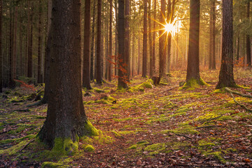 Fototapeta premium Forest with Sunlight. Forest with sunlight shining through trees, ideal for backgrounds, nature themes, serene themes.
