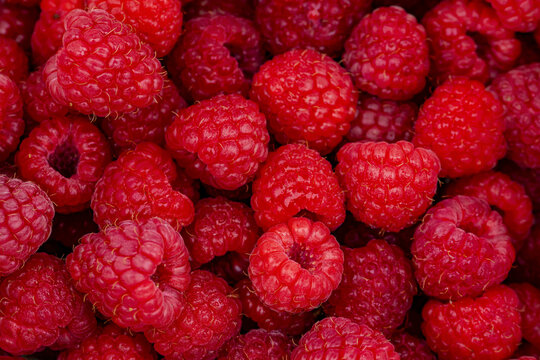 Close-up of an abundance of fresh ripe raspberries; Alberta, Canada