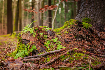 Mossy Log in Forest. Mossy log in a forest, ideal for backgrounds, nature themes, forest themes.

