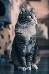 A portrait of a grey adult cat with stripes in a domestic setting. The cat is lounging comfortably in a cozy room, with a warm and inviting atmosphere