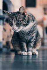 A portrait of a grey adult cat with stripes in a domestic setting. The cat is lounging comfortably in a cozy room, with a warm and inviting atmosphere.