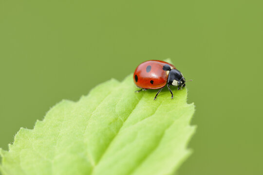 Seven-Spot Ladybird (Coccinella septempunctata) on a leaf against a green background; Bavaria, Germany