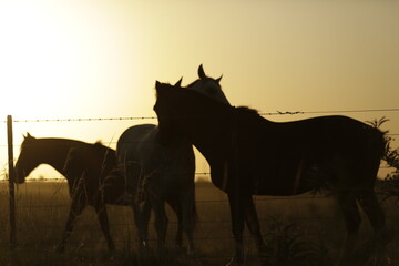 Familia de Caballos