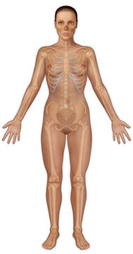 Illustration of the anterior view of a female human body with skeletal detail; Illustration