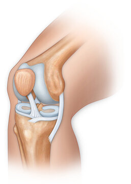 Illustration of knee bones and ligaments; Illustration