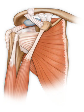 Illustration of a human anterior shoulder joint; Illustration