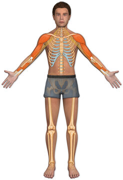Illustration of the anterior view of a female human body with skeletal detail; Illustration